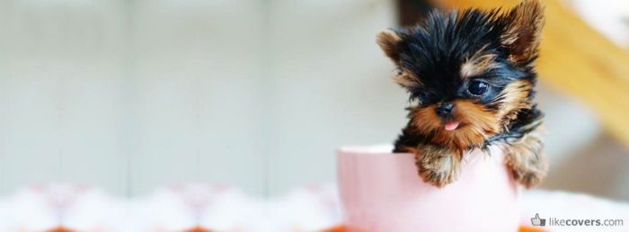 A little dog inside of a coffee cup Facebook Covers