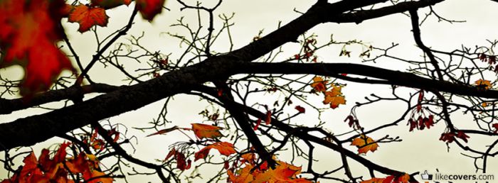 Autumn Leaves Facebook Covers