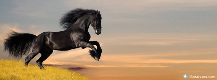 Beautiful Black Horse Facebook Covers