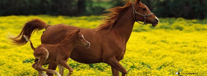 Beautiful Horses Facebook Covers