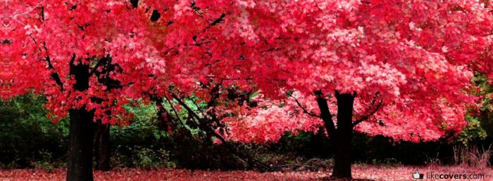 Beautiful Pink Trees Woods Facebook Covers