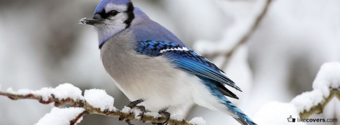 Bird in the Snow Facebook Covers