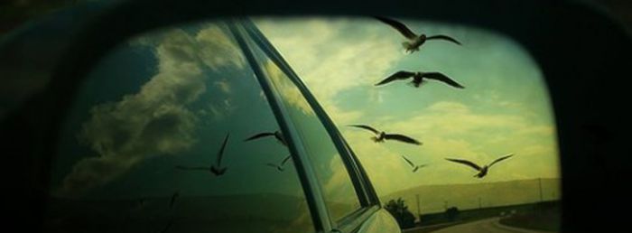 Birds Refelecting On Side Mirror Facebook Covers