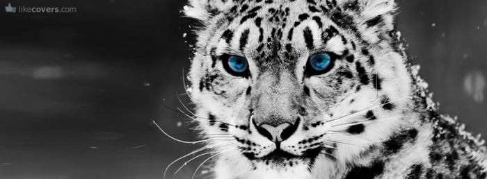 Black and White Blue Eyes Snow Leopard  Facebook Covers