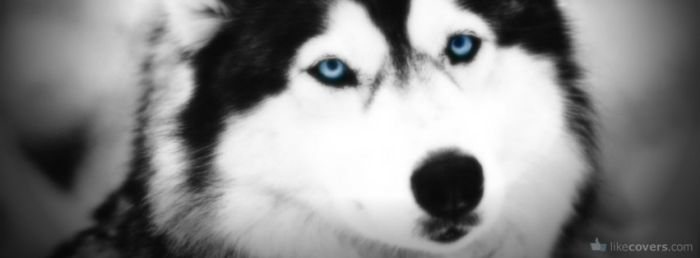 Black and White Husky Blue eyes Facebook Covers