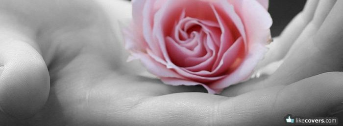 Black and white photo pink rose Facebook Covers