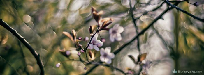 Bokeh little flowers blossoming Facebook Covers