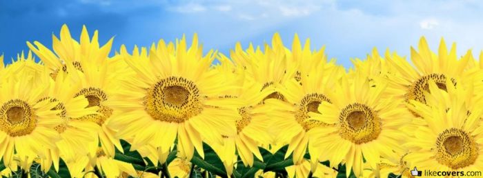 Bright Yellow Sunflowers Facebook Covers