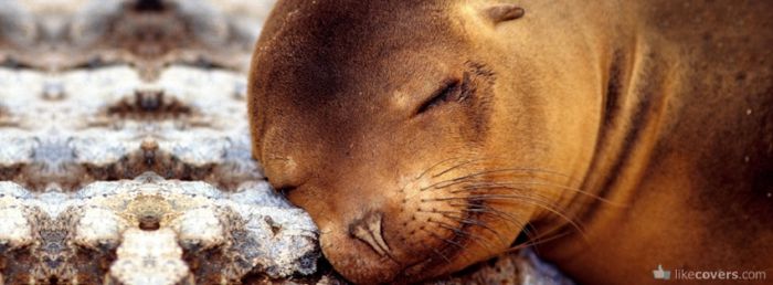 Brown Baby Seal sleeping