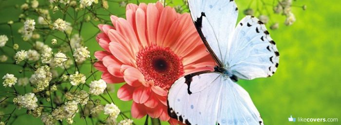Butterfly And Flower Facebook Covers