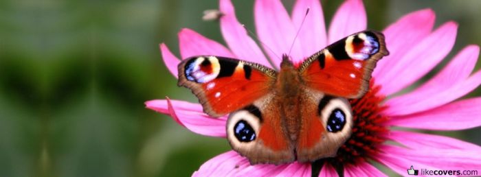 Butterfly And Pink Flower Facebook Covers