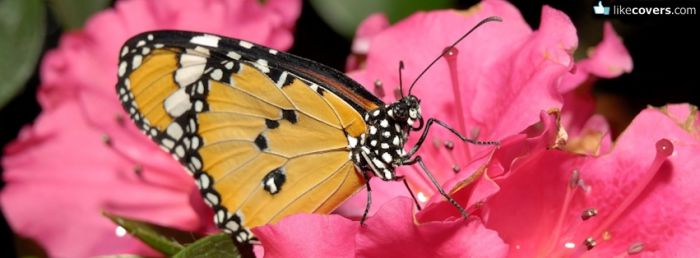 Butterfly on Pink Flowers Facebook Covers