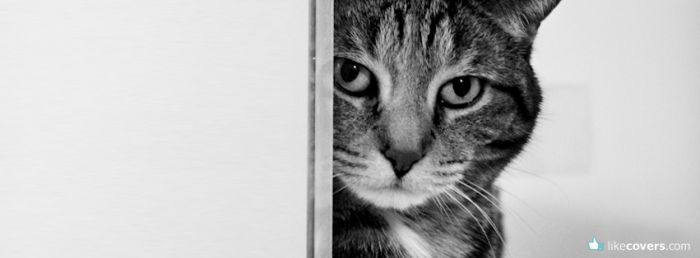Cat hiding behind door