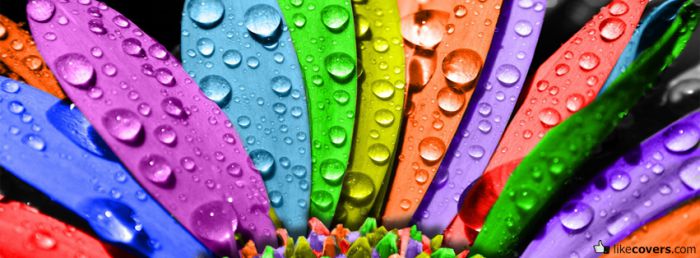 Colorful flower petals with water Facebook Covers