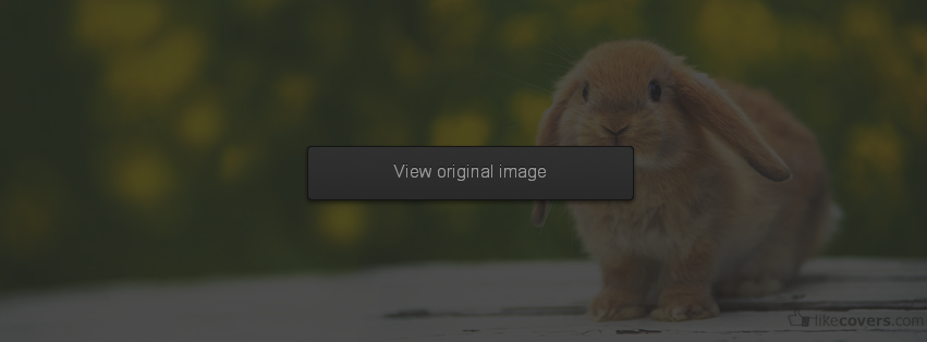 Cute Bunny