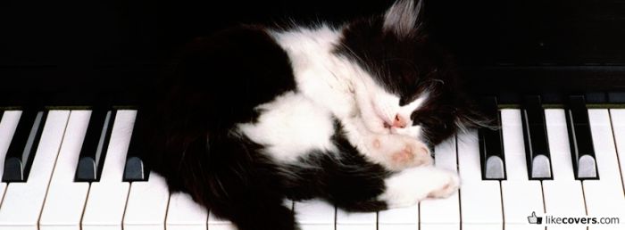 Cute Cat Sleeping On A Keyboard