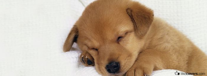 Cute little baby puppy sleeping Facebook Covers