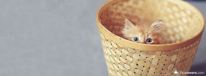 Cute little kitty hiding in a basket