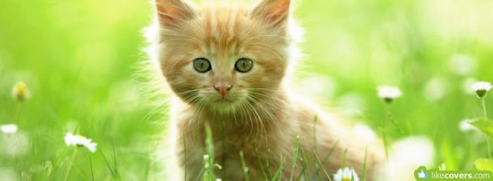 Cute little kitty in the grass with flowers Facebook Covers