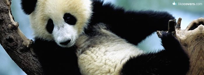 Cute little panda chilling in a tree Facebook Covers