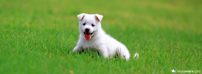 Cute little white puppy in the grass