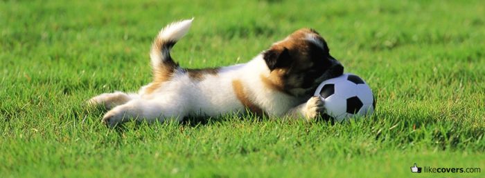 Cute puppy playing with soccerball in the grass Facebook Covers