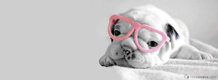 Cute Puppy with Pink Glasses Facebook Covers