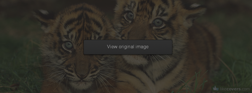 Cute Tigers