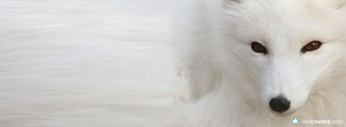 Cute white fox Facebook Covers