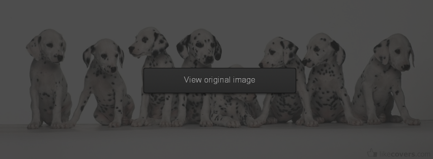 Dalmatian Puppy Facebook Covers
