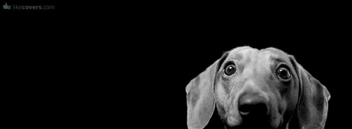Dog looking at you Facebook Covers