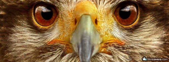  Eagle Close Up Facebook Covers