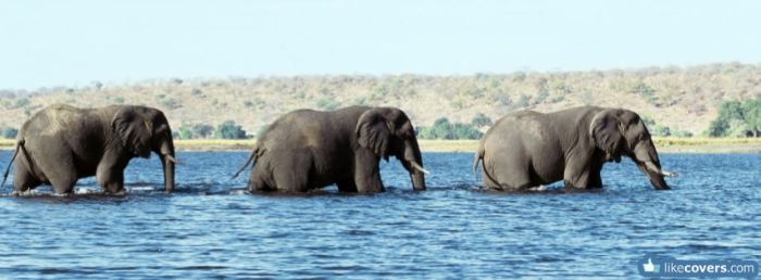 Elephants walking through water