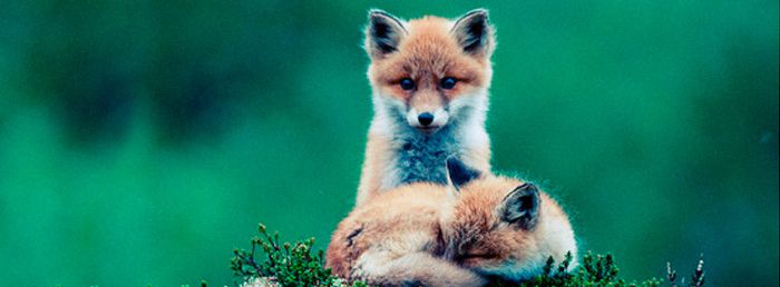 Fantastic Foxes Facebook Covers