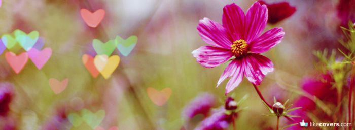 Flower with bocket hearts in the background Facebook Covers