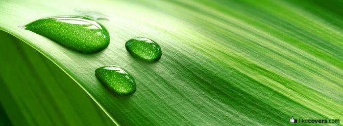 Green Leaf water droplets Facebook Covers