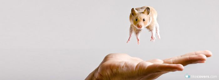 jumping mouse Facebook Covers
