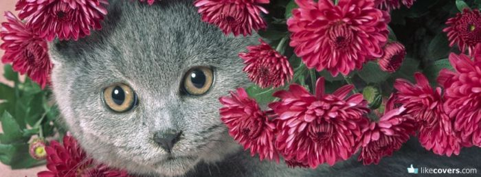 Kitty hiding in flowers Facebook Covers