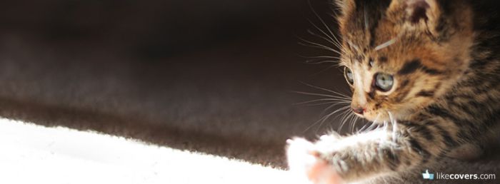 Kitty trying to touch the light Facebook Covers