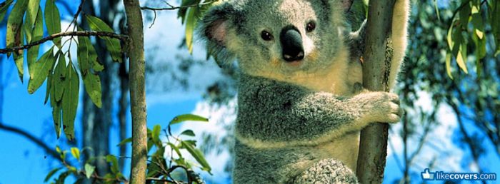 Koala Bear  Facebook Covers