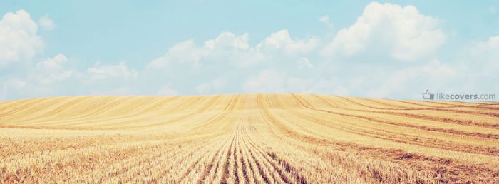 Light blue sky and wheat field
