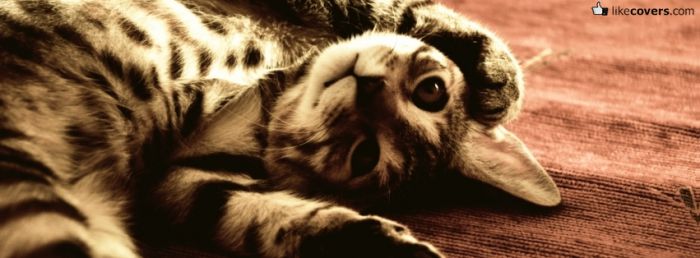 Little cat rolling on the floor looking cute Facebook Covers