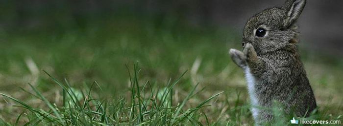 Little cute baby bunny in the grass Facebook Covers