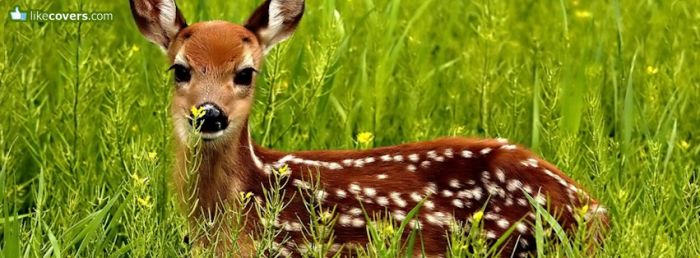Little Deer in the field Facebook Covers