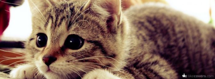 Little kitty ready to jump at you Facebook Covers