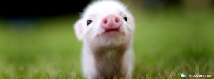 Little Piggy Facebook Covers