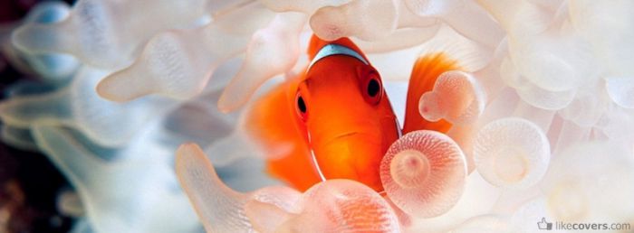 Nemo in real life Facebook Covers