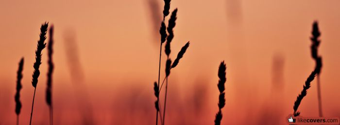 Orange field with wheat Facebook Covers