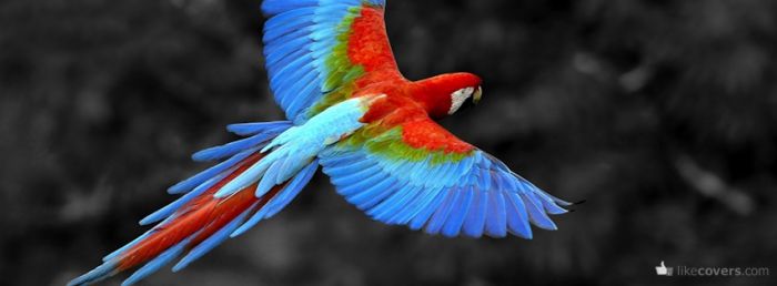 Parrot Flying Facebook Covers