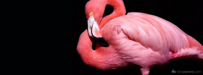 Ping Flamingo Facebook Covers